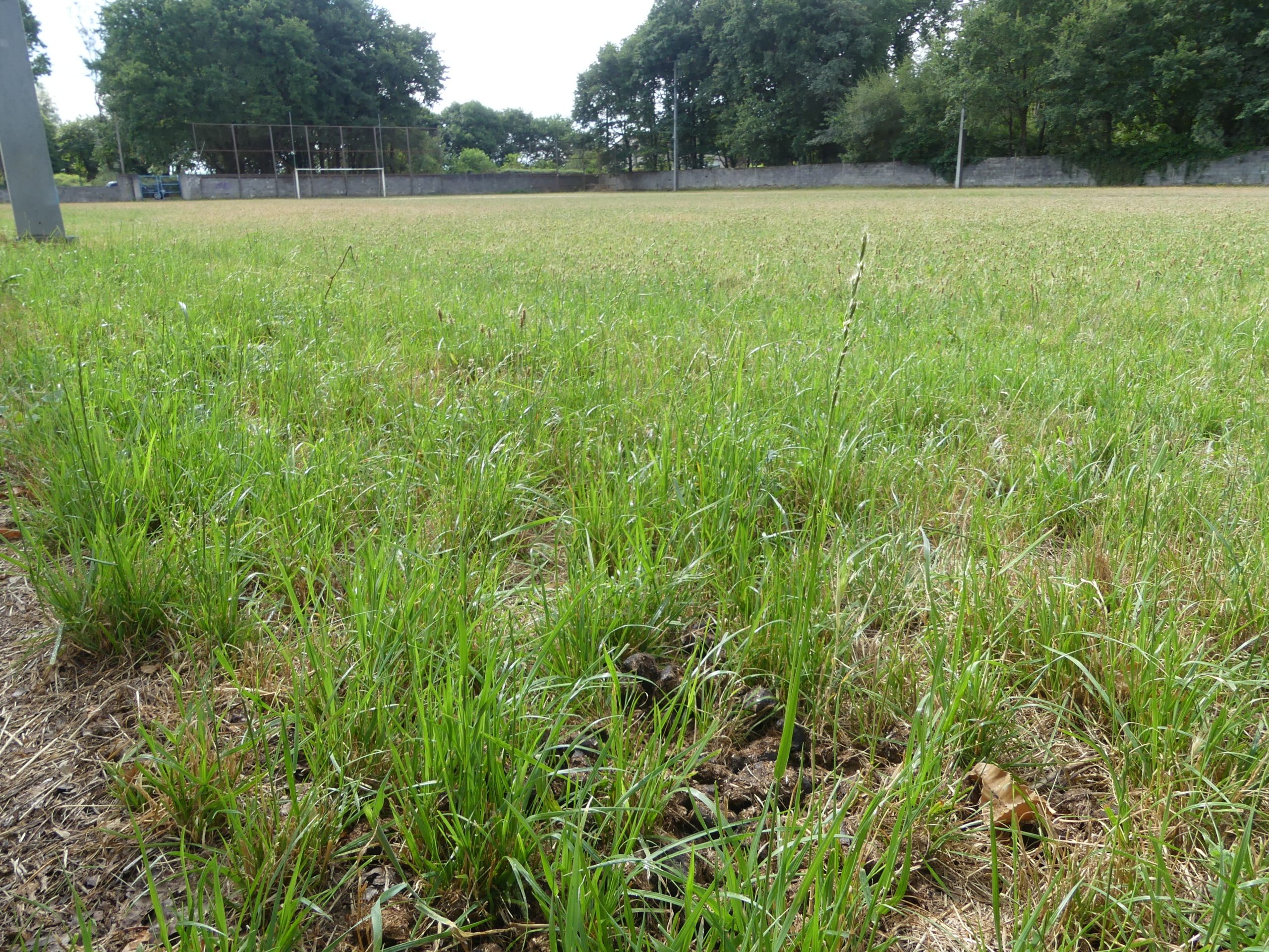 Campo fútbol Nadela